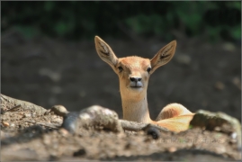 <p>ANTILOPA JELENÍ (Antilope cervicapra) ZOO Ústí nad Labem</p>
